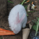 Image count=Image count5_1