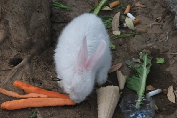 Image count=Image count5_1